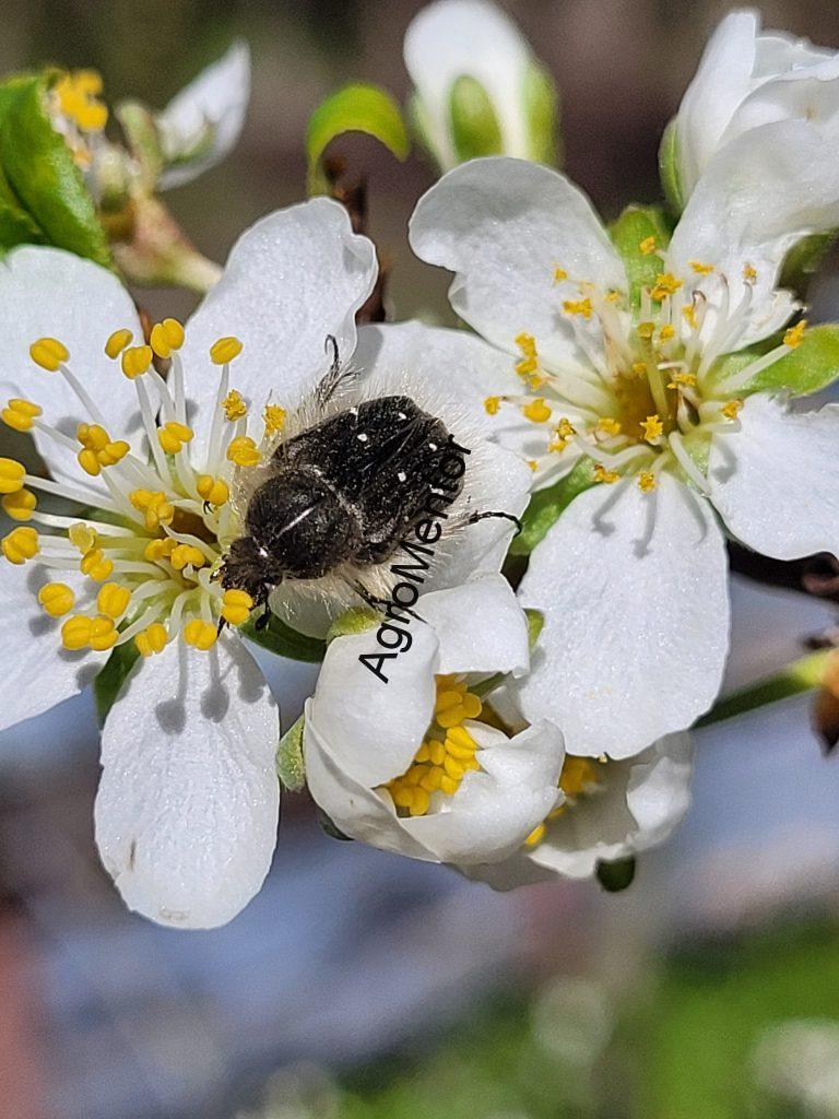 Epicometis hirta (gândacul păros) atac pe floare de pom fructifer – consumul staminelor și pistilului