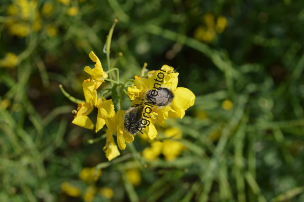 Epicometis hirta pe floare de rapiță consumând organele florale