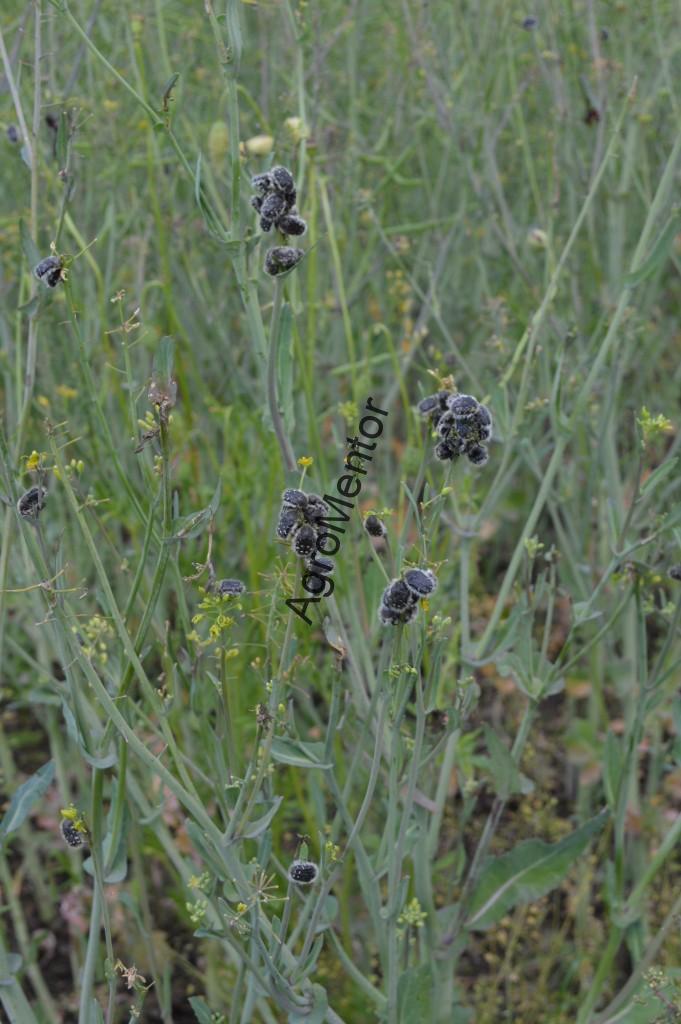 Epicometis hirta agregare pe plante de rapiță – atac în grupuri numeroase