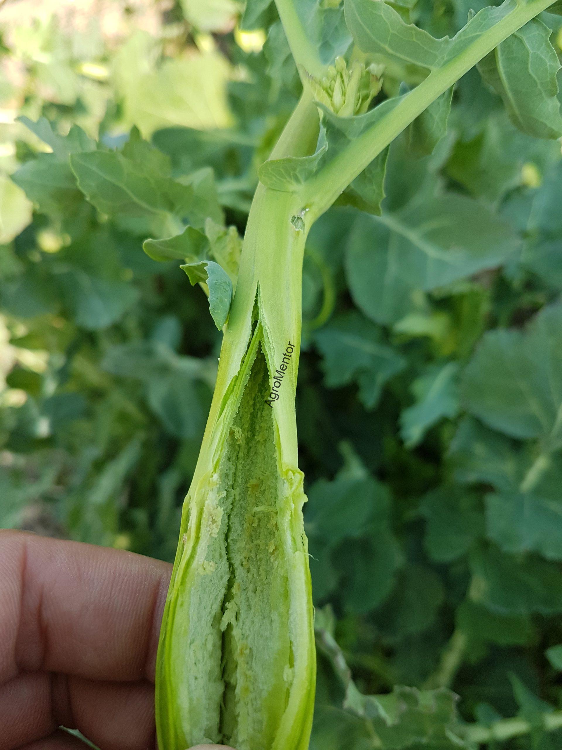 Ceutorhynchus napi - cum se tine sub control gargarita tulpinilor de rapita 8 20190402 134022 scaled