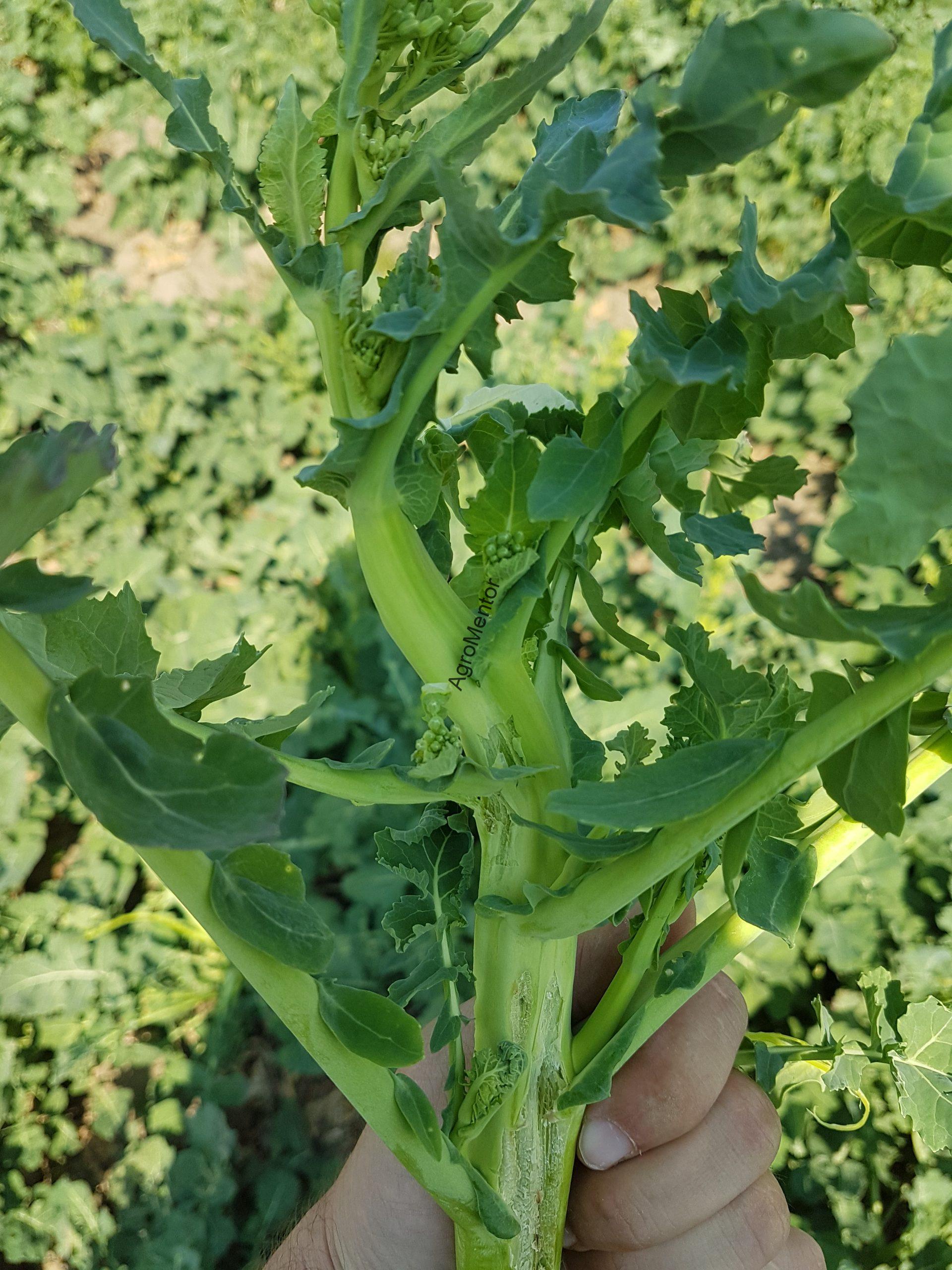 Ceutorhynchus napi - cum se tine sub control gargarita tulpinilor de rapita 9 20190402 134535 scaled
