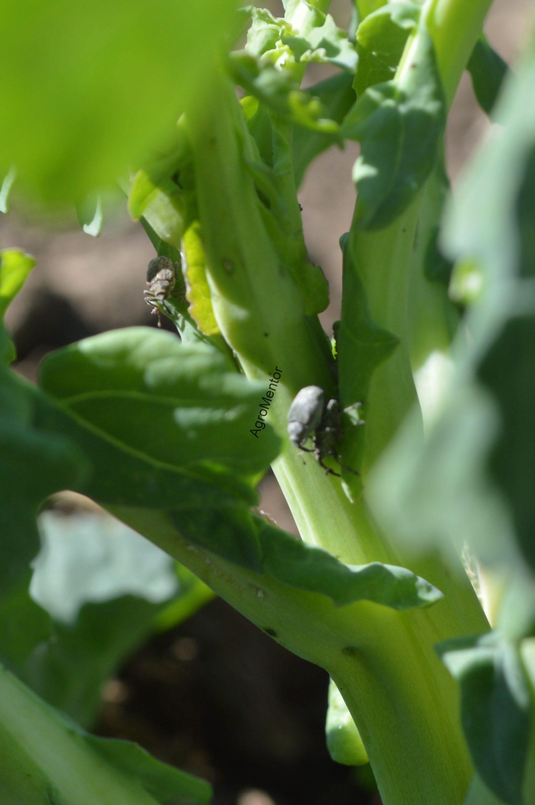 Ceutorhynchus napi - cum se tine sub control gargarita tulpinilor de rapita 7 CSC 0048 scaled