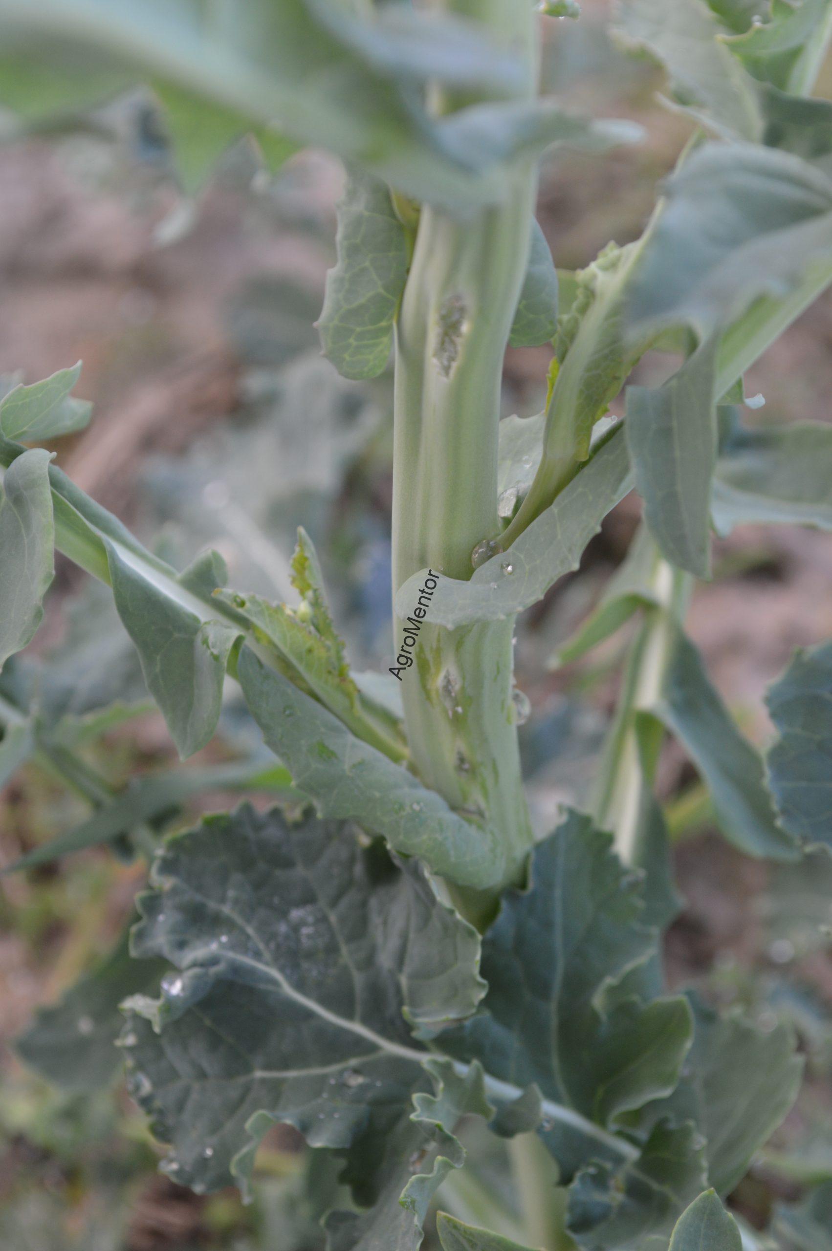 Ceutorhynchus napi - cum se tine sub control gargarita tulpinilor de rapita 6 DSC 0057 scaled