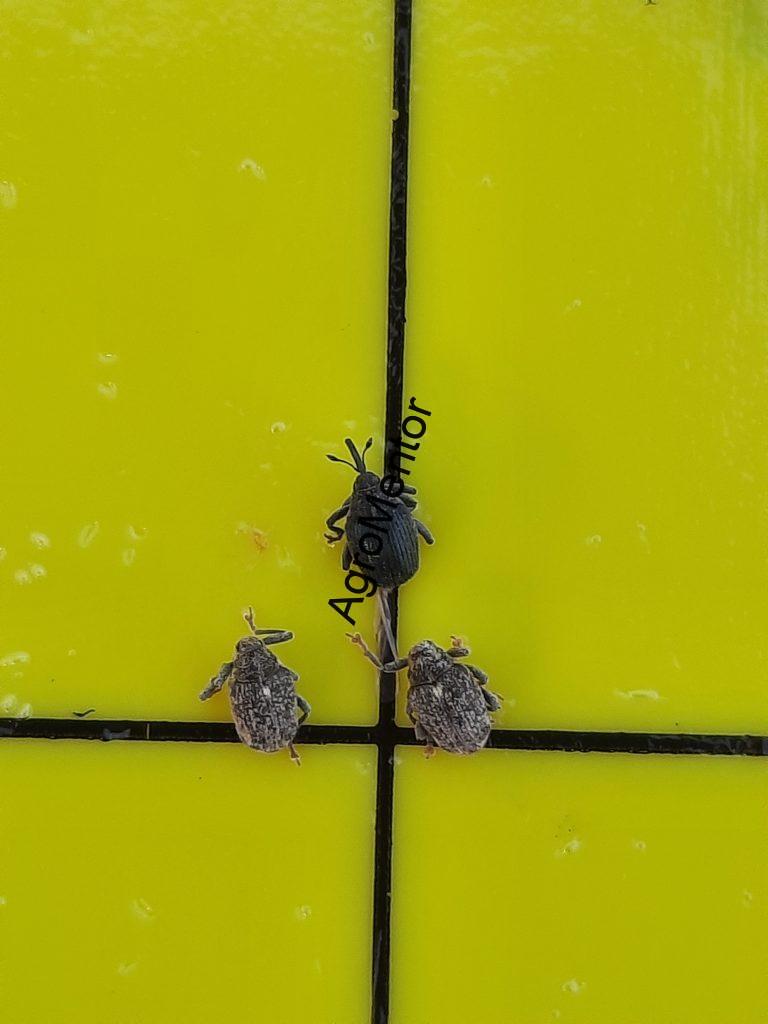 Ceutorhynchus napi - cum se tine sub control gargarita tulpinilor de rapita 3 Gargarita 1