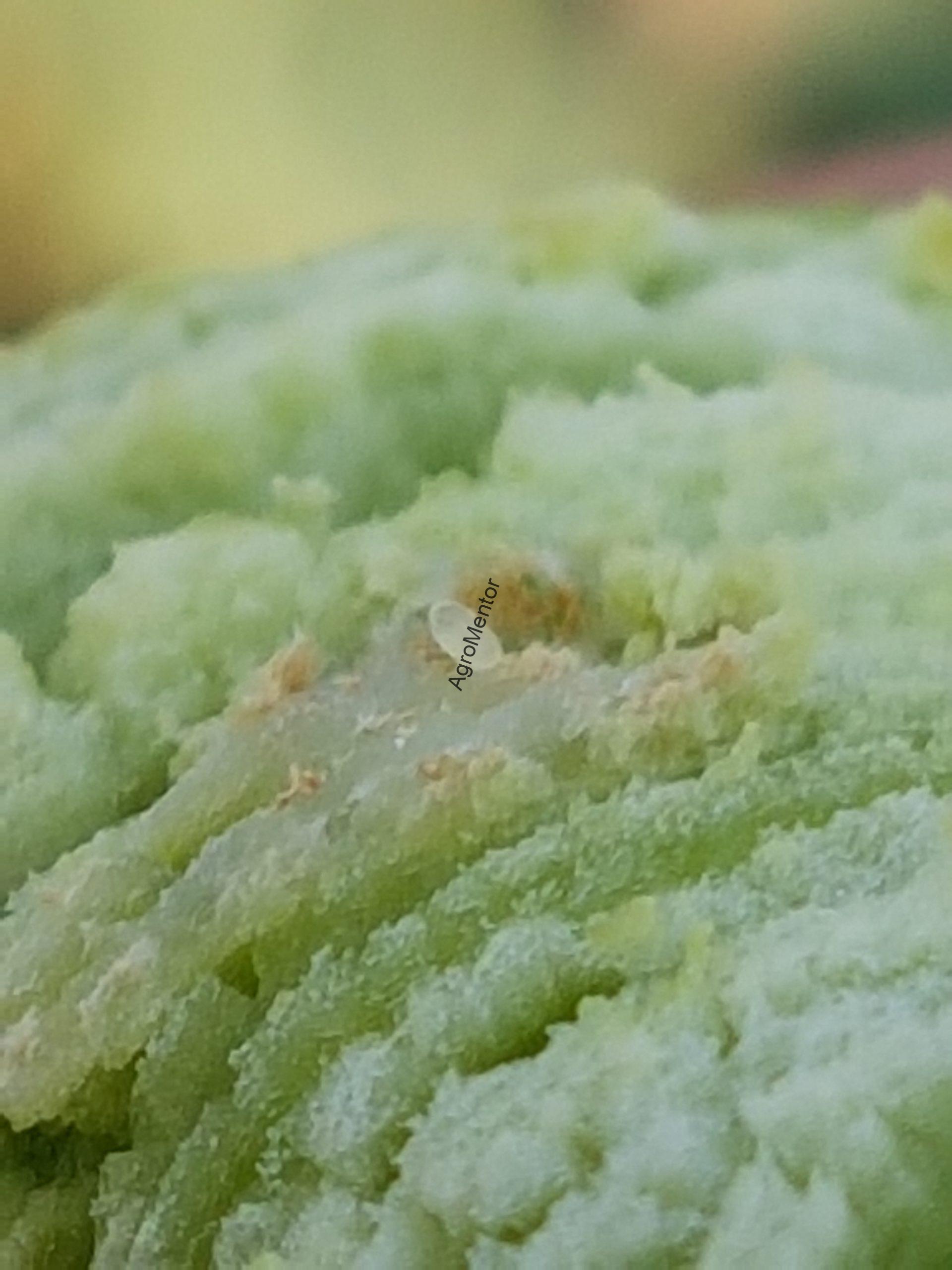 Ceutorhynchus napi - cum se tine sub control gargarita tulpinilor de rapita 5 Ou de gargarita silicvelor scaled