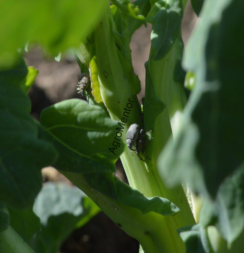 Ceutorhynchus napi - cum se tine sub control gargarita tulpinilor de rapita 2 Polidactilus vs napi