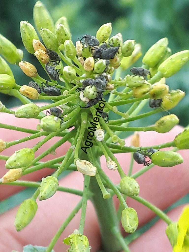 Ceutorhynchus napi - cum se tine sub control gargarita tulpinilor de rapita 4 gargarita silicvelor
