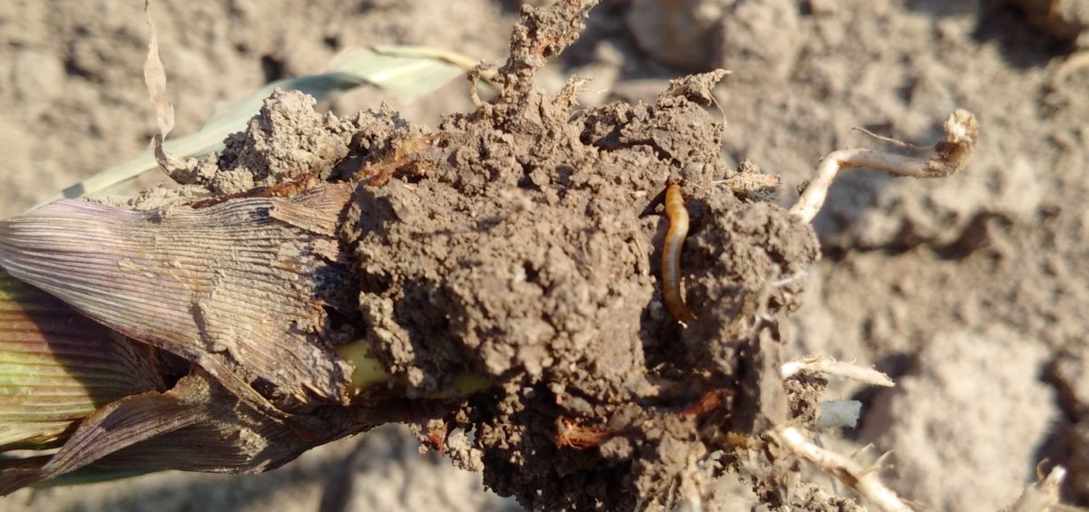 Combaterea unui worm în grădină, metode eficiente cum să scapi de un dăunător pe un cartof