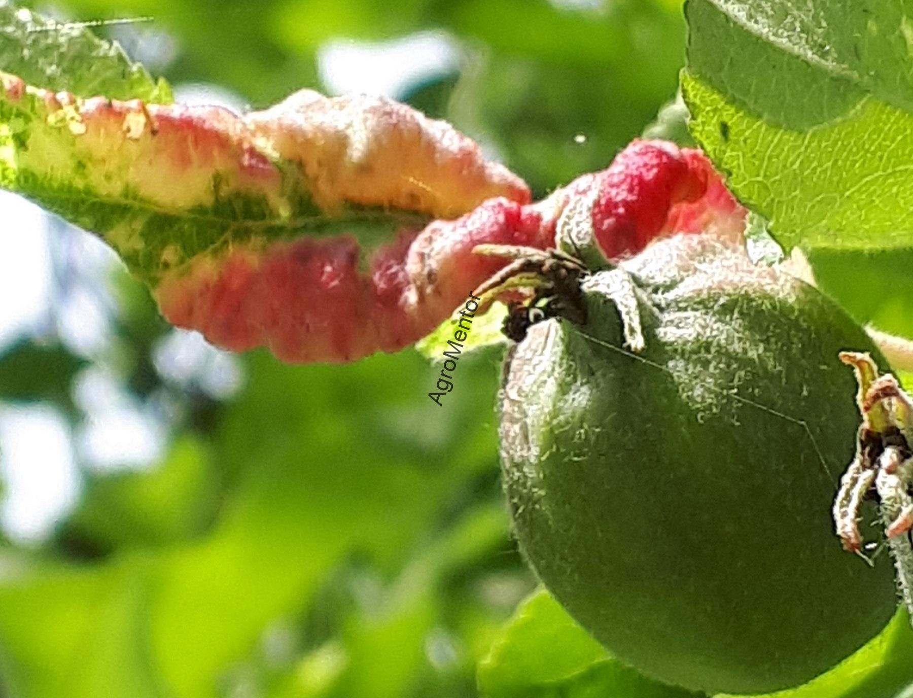 Stropirea pomilor fructiferi: când și cum se face - BASF Agricultural Solutions România