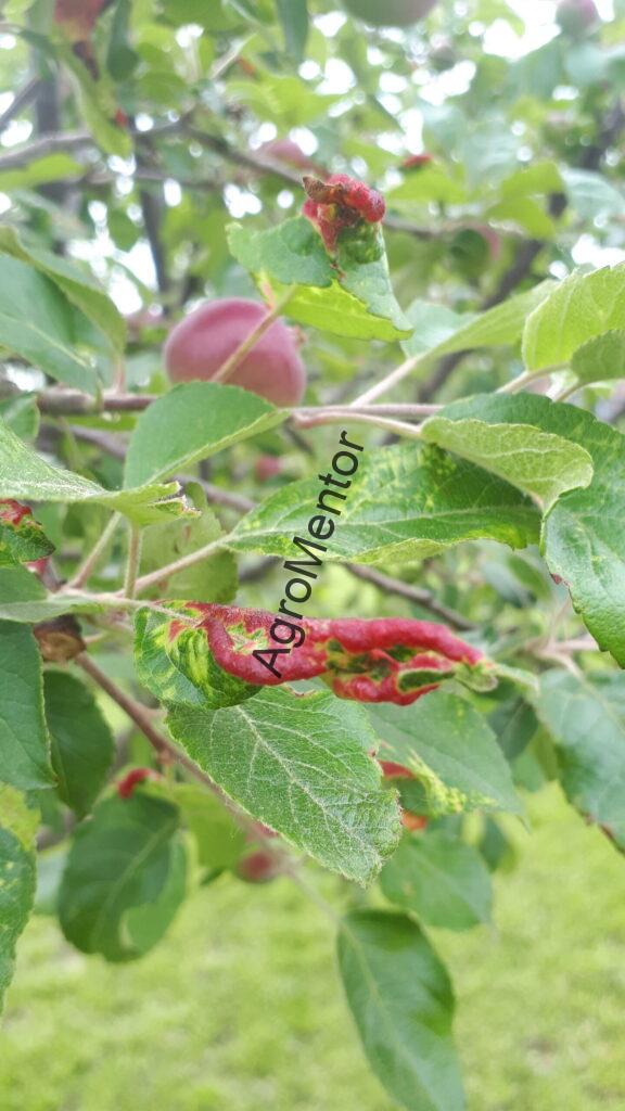 Dysaphis spp - Paduchele roz galicol al marului