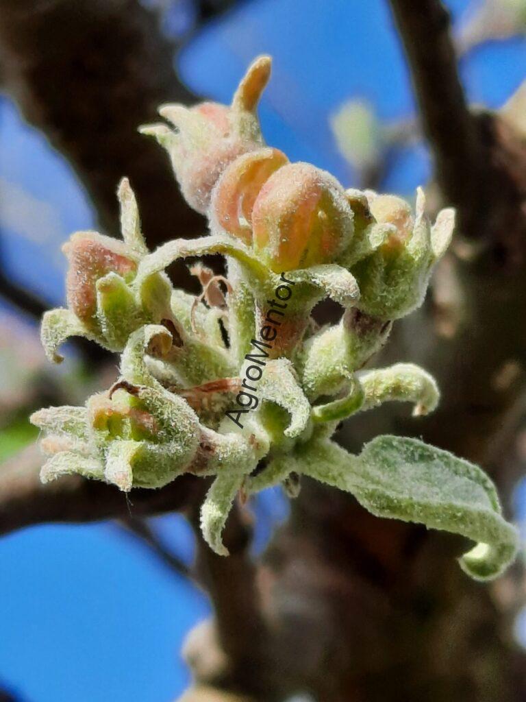 Făinarea mărului (Podosphaera leucotricha) pe boboci florali – simptom în fenofaza buton roz