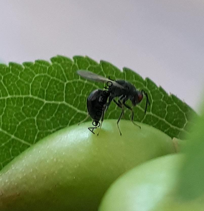 Stropirile la prun - plan complet de tratament in 2026 2 20200426 103216