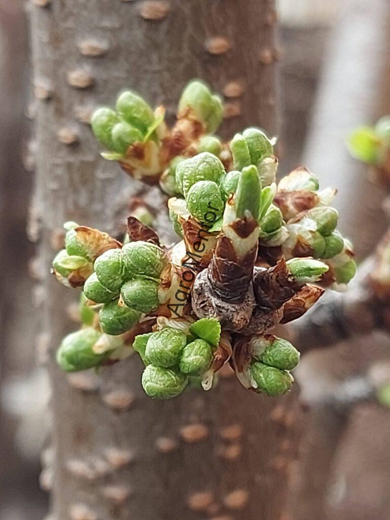 Stropirile la prun - plan complet de tratament in 2026 10 Buton verde scaled