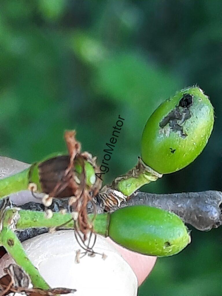 Stropirile la prun - plan complet de tratament in 2026 13 Stropirile la prun impotriva viespei prunului