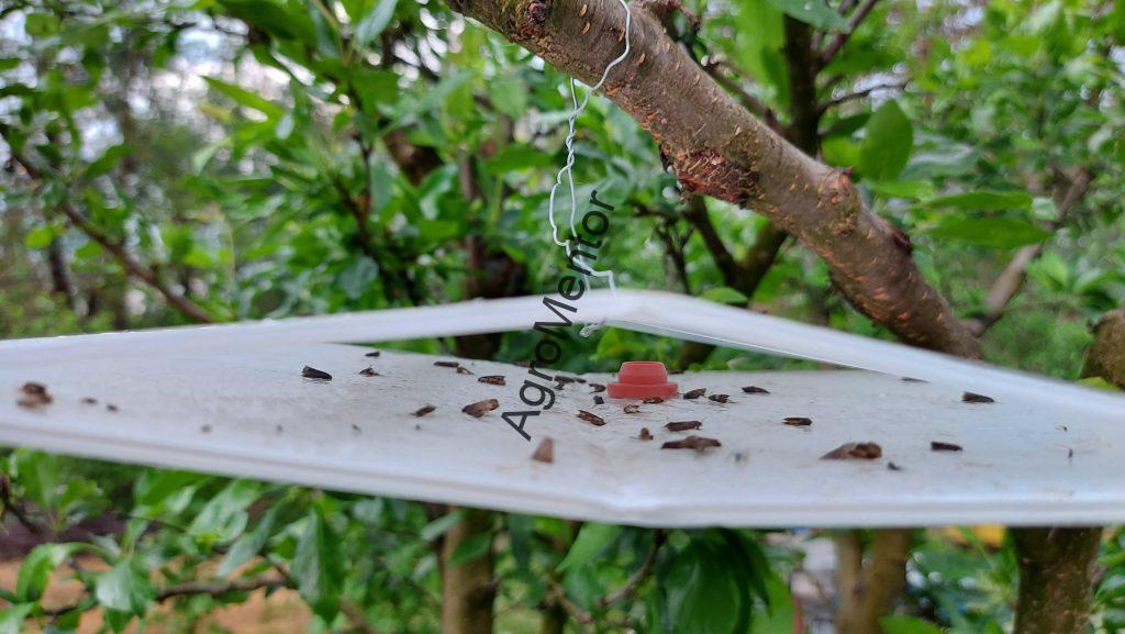 Stropirile la prun - plan complet de tratament in 2026 3 Capcana feromonala