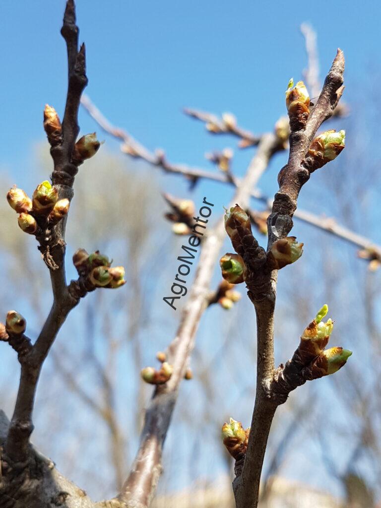 Stropirile la prun - plan complet de tratament in 2026 9 Dezmugurit scaled