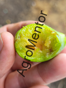 Stropirile la prun - plan complet de tratament in 2026 23 Grapholita funebrana