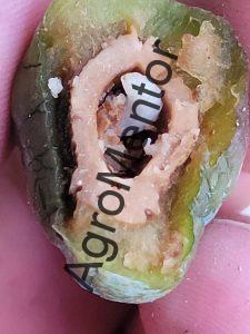 Viespea samburilor larva