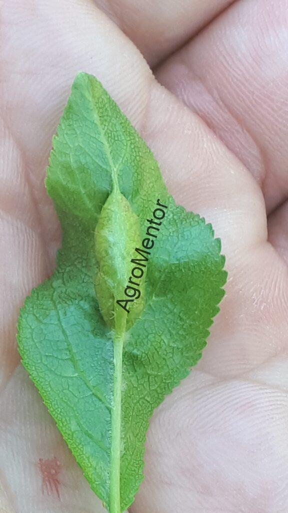 Stropirile la prun - plan complet de tratament in 2026 20 inferioara