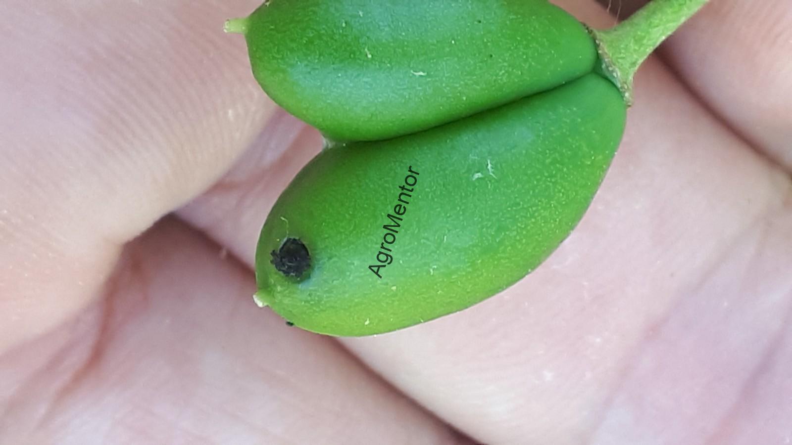 Stropirile la prun - plan complet de tratament in 2026 17 poza 1