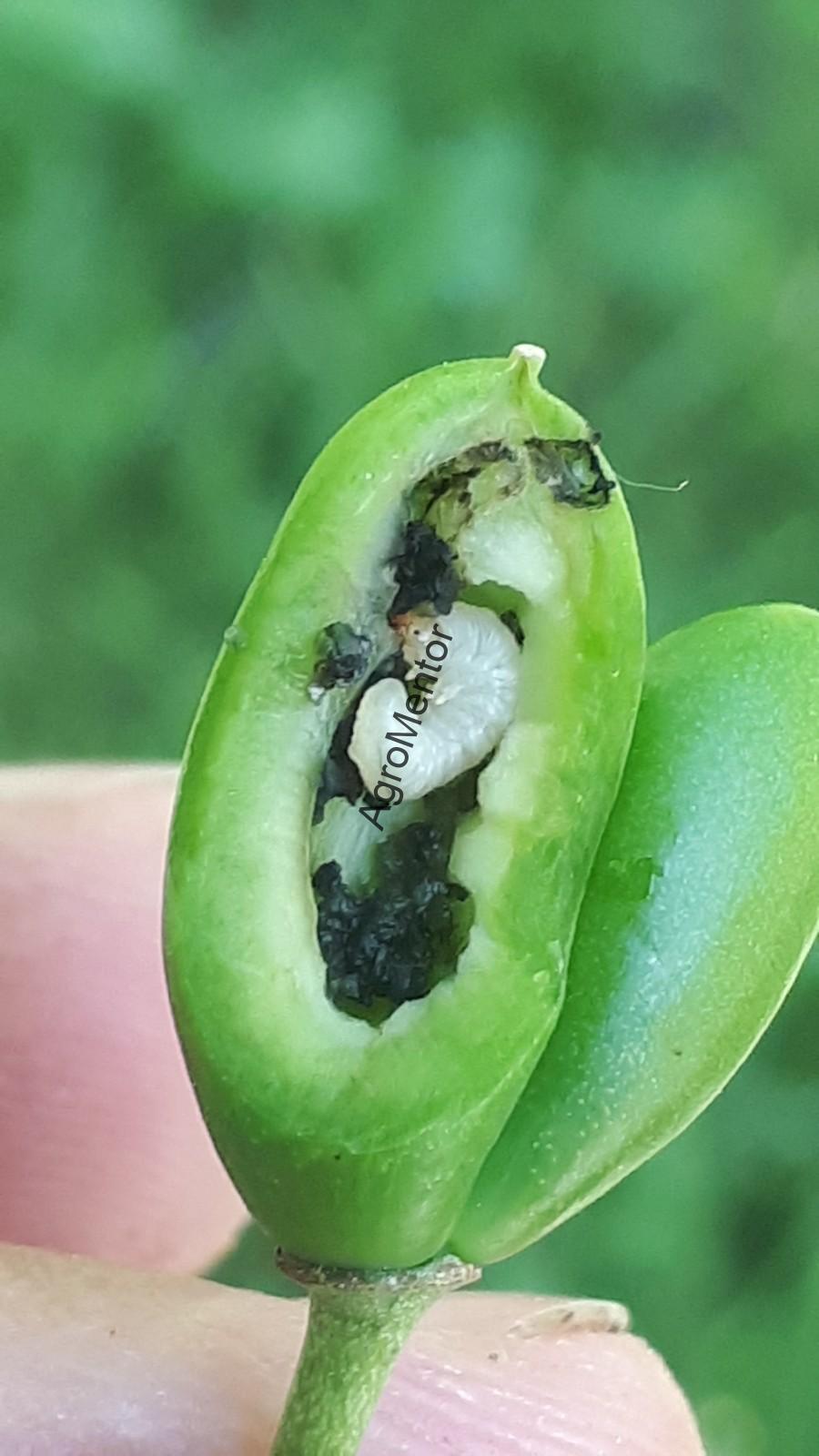 Stropirile la prun - plan complet de tratament in 2026 18 poza 2