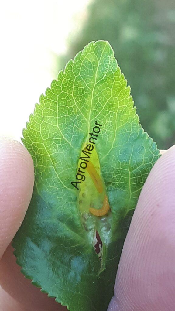 Stropirile la prun - plan complet de tratament in 2026 21 superioara