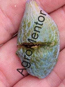 viepsea samburilor simptom