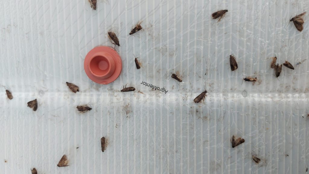 Stropirile la prun - plan complet de tratament in 2026 4 viermele prunelor 3 scaled e1707832987882