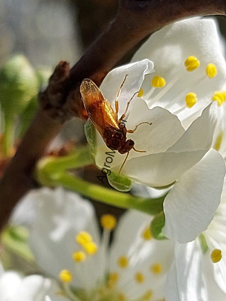 Stropirile la prun - plan complet de tratament in 2026 5 viespea galbena scaled