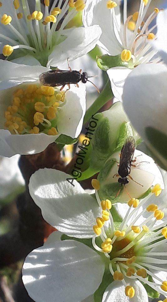 Stropirile la prun - plan complet de tratament in 2026 16 viespea neagra 1