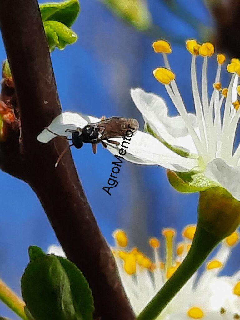 Stropirile la prun - plan complet de tratament in 2026 6 viespea neagra