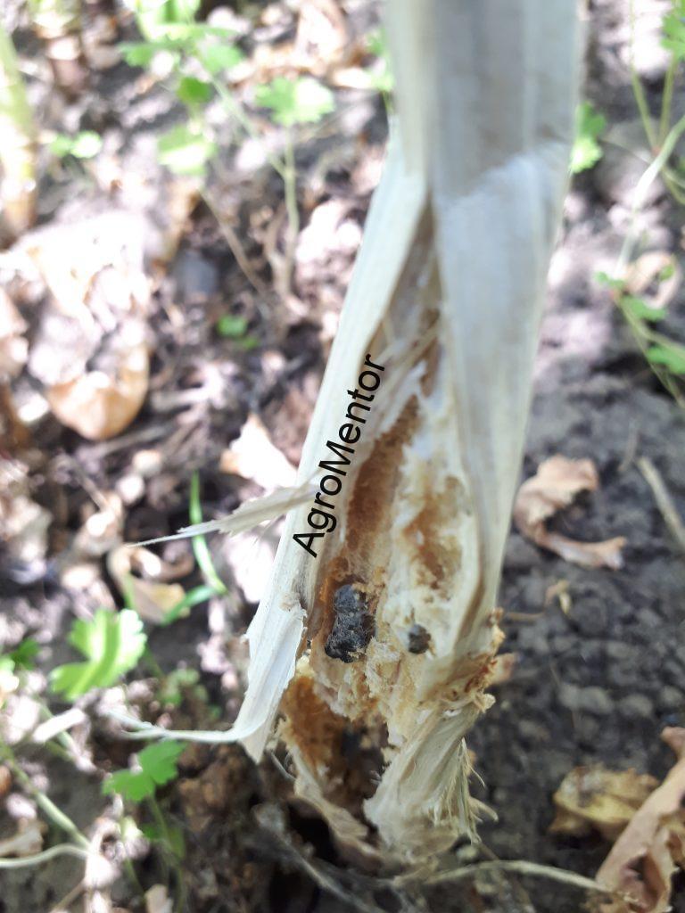 Sclerotinia la rapiță: mecanismul infecției și poziționarea corectă a tratamentelor 3 20180525 124618