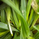 Făinarea grâului – simptome și modalităţi eficiente de control