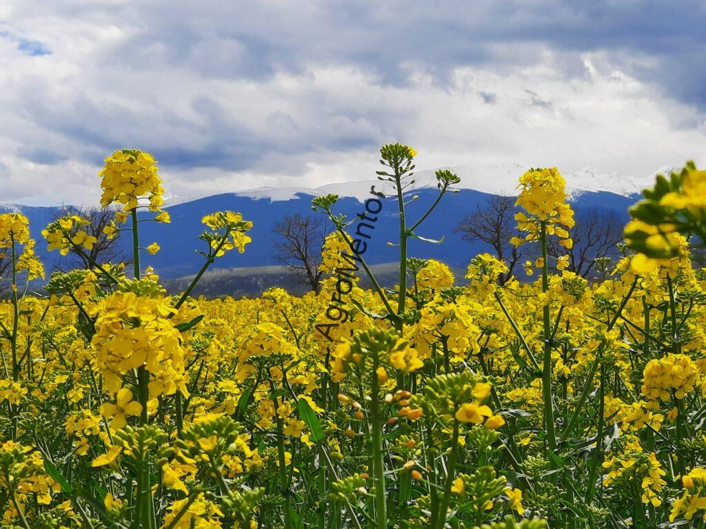 Sclerotinia la rapiță: mecanismul infecției și poziționarea corectă a tratamentelor 2 sclero scaled