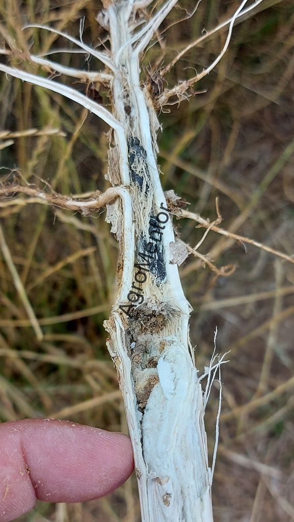 Sclerotinia la rapiță: mecanismul infecției și poziționarea corectă a tratamentelor 4 sclerot