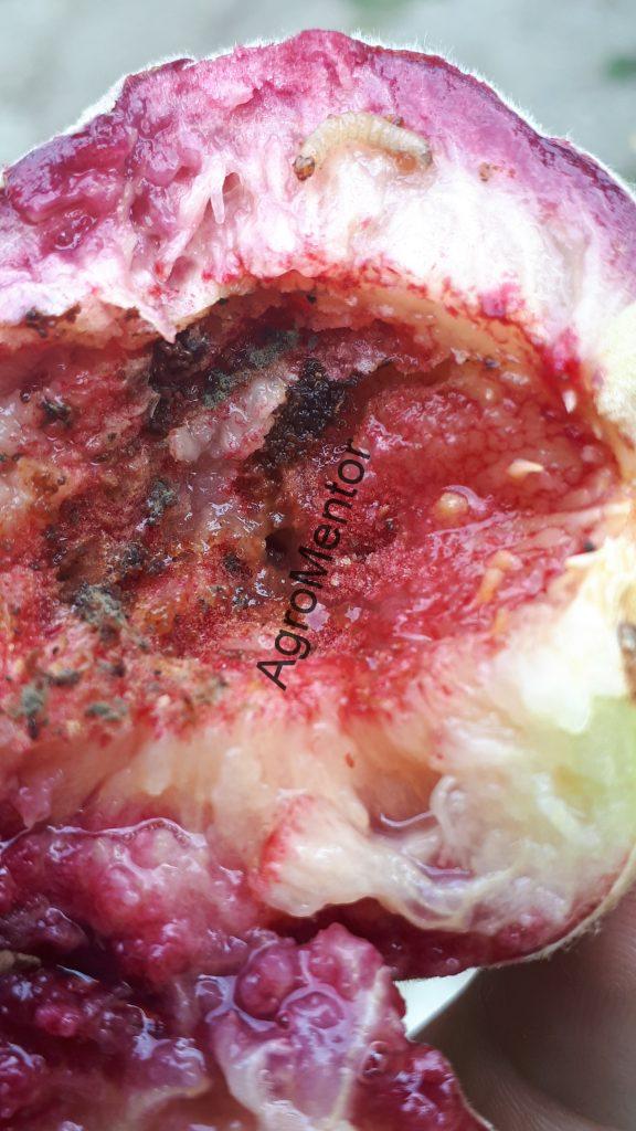 Schemă de tratament pentru piersic (2026) – fenofaze, boli, dăunători, reguli clare 21 Cydia molesta in fruct