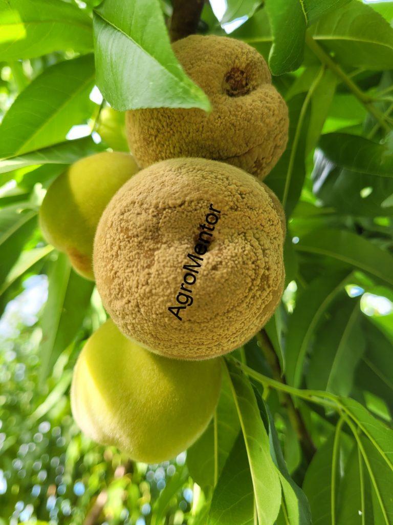 Monilioza fructelor la piersic