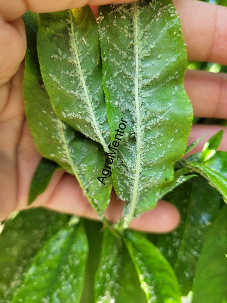 Schemă de tratament pentru piersic (2026) – fenofaze, boli, dăunători, reguli clare 18 20250608 145604