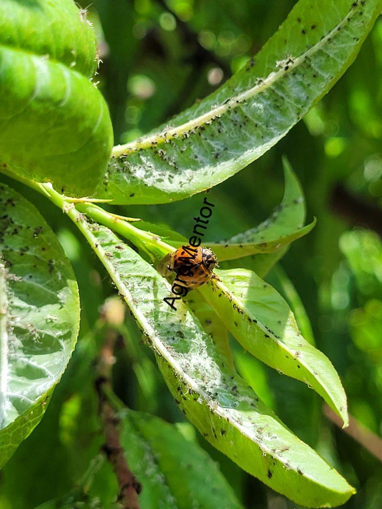 Schemă de tratament pentru piersic (2026) – fenofaze, boli, dăunători, reguli clare 19 20250615 133104