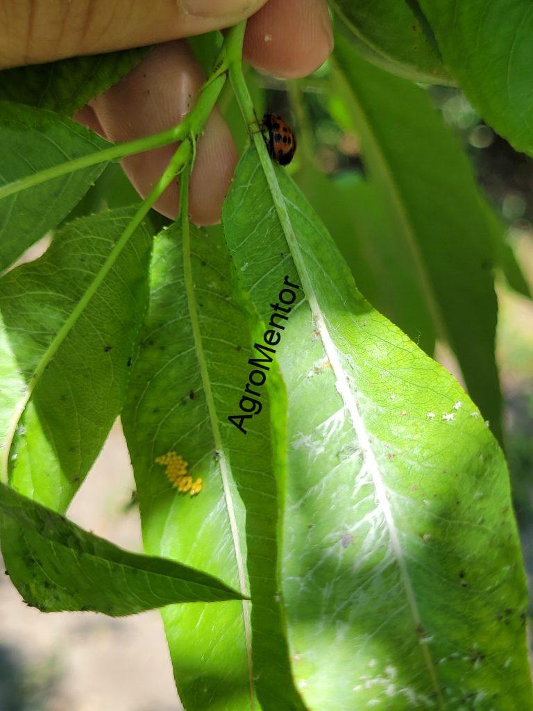 Schemă de tratament pentru piersic (2026) – fenofaze, boli, dăunători, reguli clare 20 20250615 133549