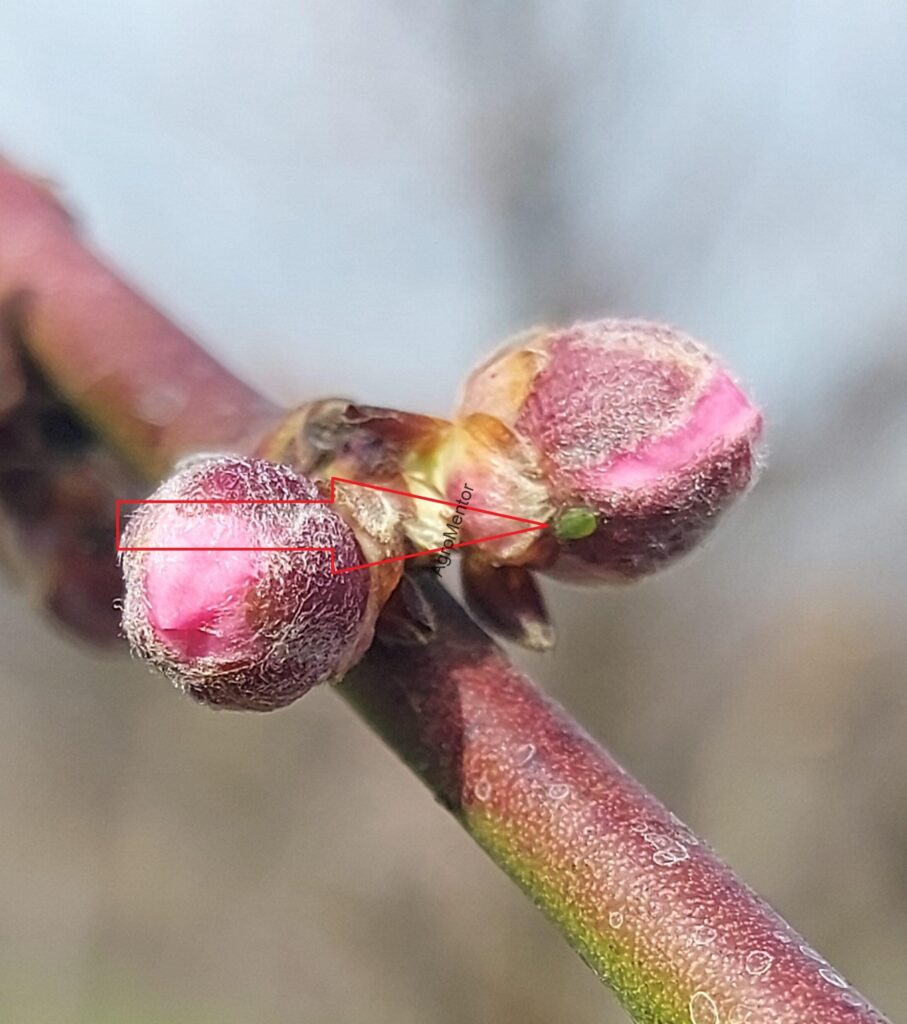 Schemă de tratament pentru piersic (2026) – fenofaze, boli, dăunători, reguli clare 7 Afide la piersic 1 scaled e1710162677694