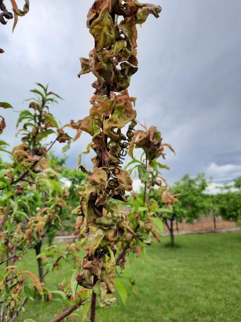 Schemă de tratament pentru piersic (2026) – fenofaze, boli, dăunători, reguli clare 9 Basicarea frunzelor scaled