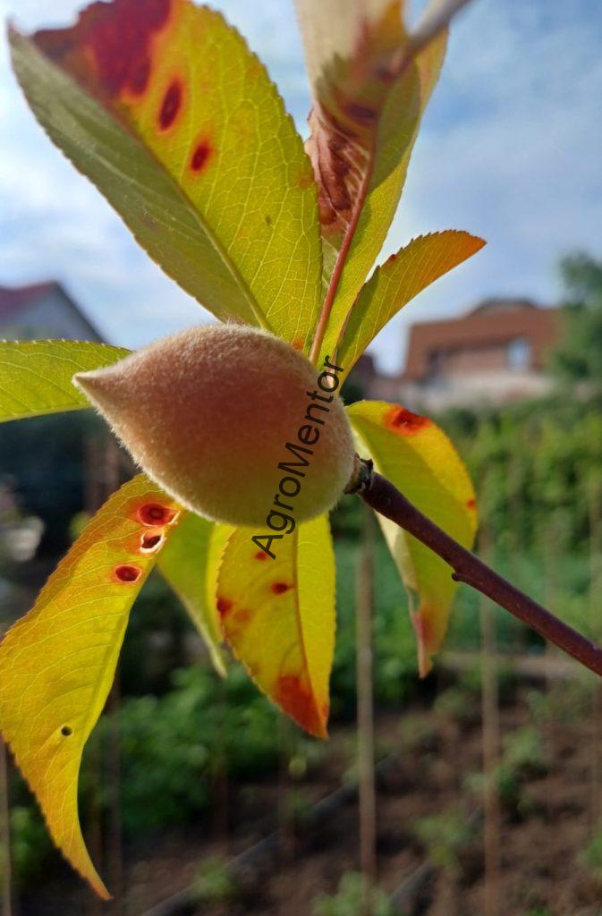 Ciuruirea micotică a frunzelor la piersic (Stigmina carpophila)