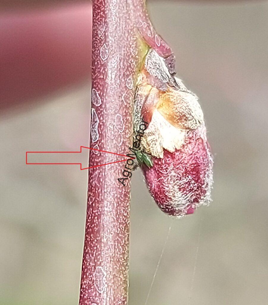 Schemă de tratament pentru piersic (2026) – fenofaze, boli, dăunători, reguli clare 6 afide buton roz