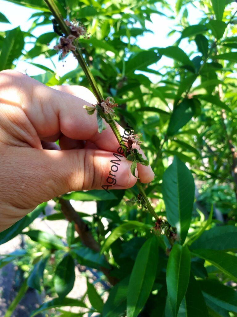 Schemă de tratament pentru piersic (2026) – fenofaze, boli, dăunători, reguli clare 10 monilinia laxa scaled