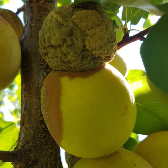 Putregaiul fructelor provocat de Monilinia spp.