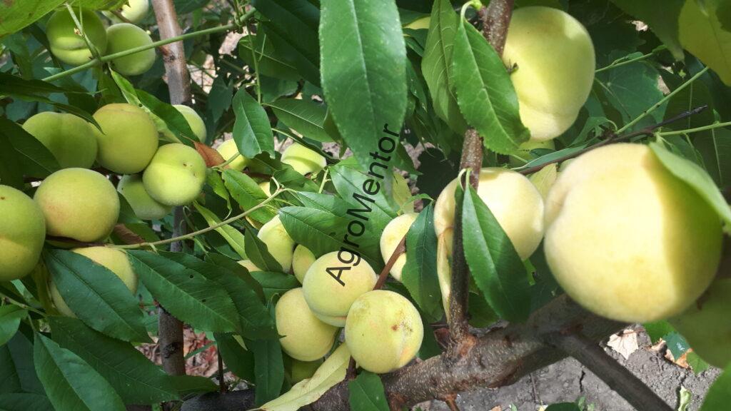 Schemă de tratament pentru piersic (2026) – fenofaze, boli, dăunători, reguli clare 2 schema de tratament la piersic