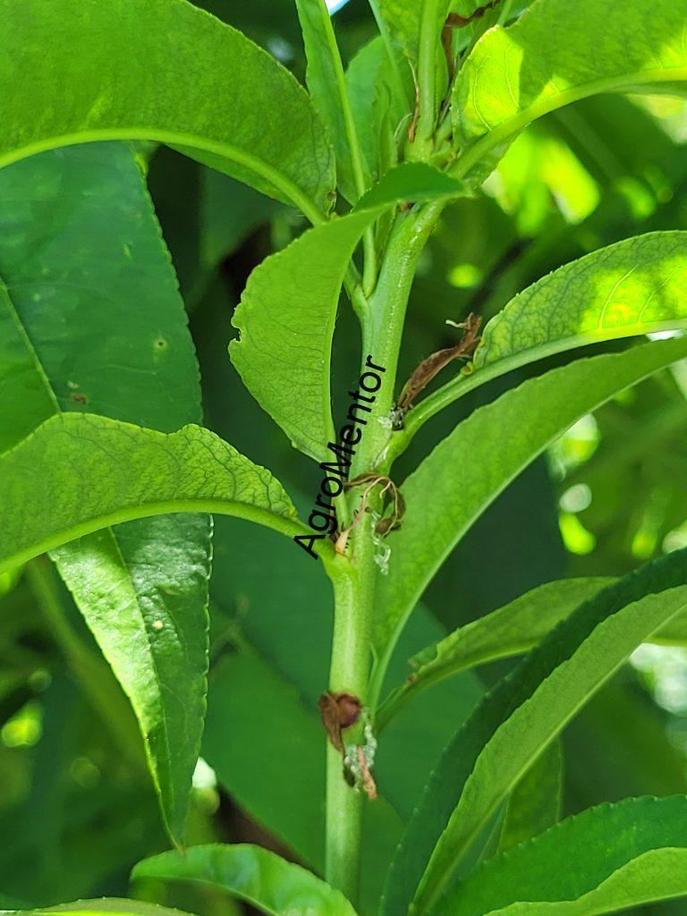 Schemă de tratament pentru piersic (2026) – fenofaze, boli, dăunători, reguli clare 12 Larvă de Cydia molesta pătrunzând în lăstar tânăr de piersic, cu exudare de gumă