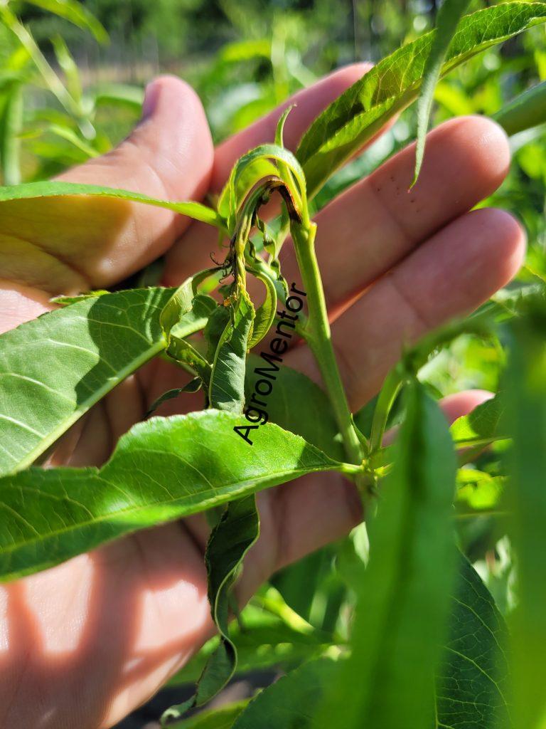 Schemă de tratament pentru piersic (2026) – fenofaze, boli, dăunători, reguli clare 13 Ofilirea vârfului de creștere la piersic cauzată de atacul Cydia molesta