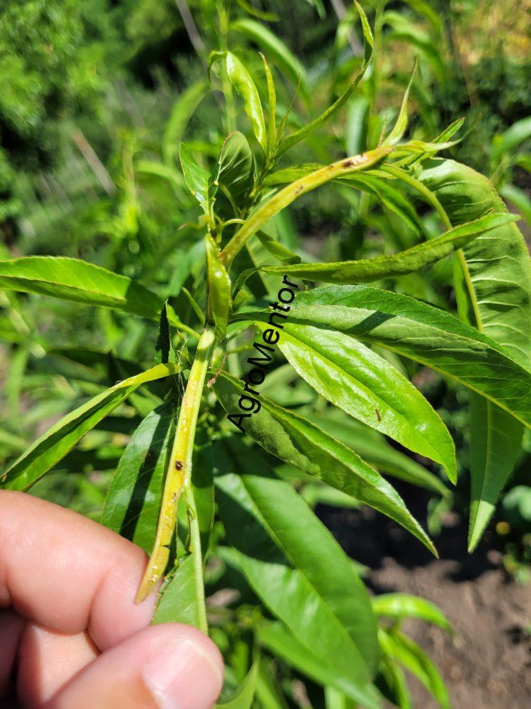 Galerie internă produsă de Cydia molesta în măduva lăstarului